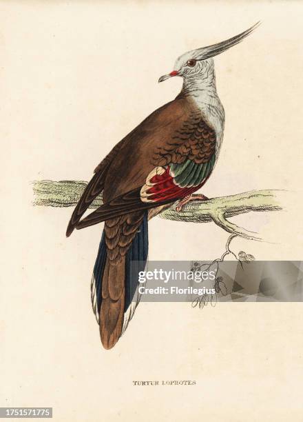 Crested pigeon, Ocyphaps lophotes . Handcoloured steel engraving after Edward Lear from Georg Friedrich Treitschke's Gallery of Natural History,...