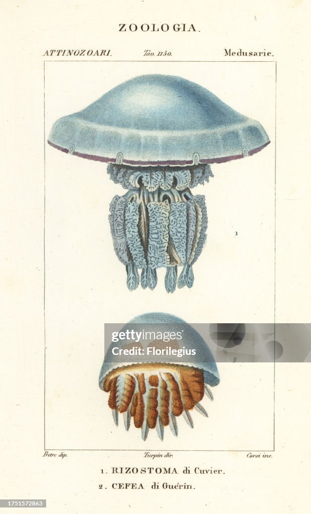 Jellyfish species