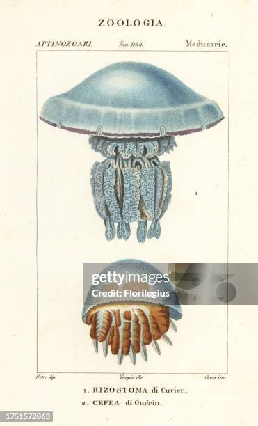 Jellyfish species, News Photo