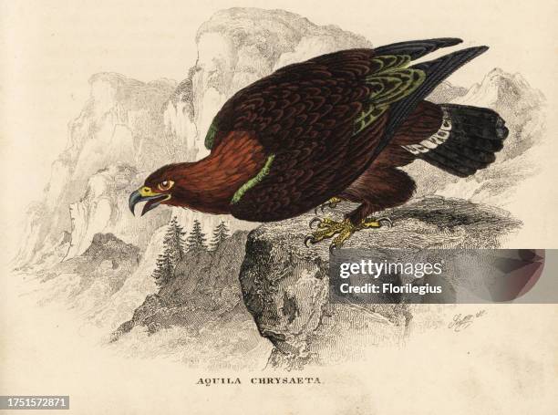 Golden eagle, Aquila chrysaetos . Handcoloured steel engraving from Georg Friedrich Treitschke's Gallery of Natural History, Naturhistorischer...