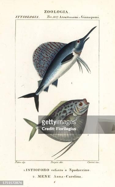 Indo-Pacific sailfish, Istiophorus platypterus 1, and moonfish, Mene maculata 2. Istioforo veliero o Spadaccino, Mene Anna-Carolina. Handcoloured...
