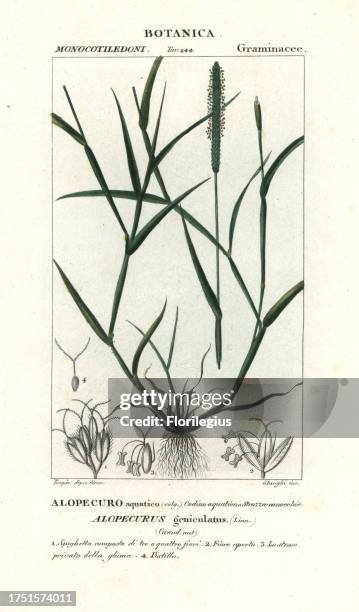 Water foxtail, Alopecurus geniculatus, Alopecuro aquatico. Handcoloured copperplate stipple engraving from Antoine Laurent de Jussieu's Dizionario...