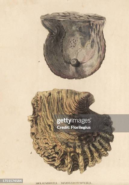 Pinctada Photos and Premium High Res Pictures - Getty Images