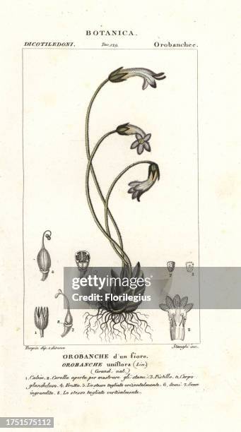 One-flowered broomrape, Orobanche uniflora. Handcoloured copperplate stipple engraving from Jussieu's Dizionario delle Scienze Naturali, Dictionary...