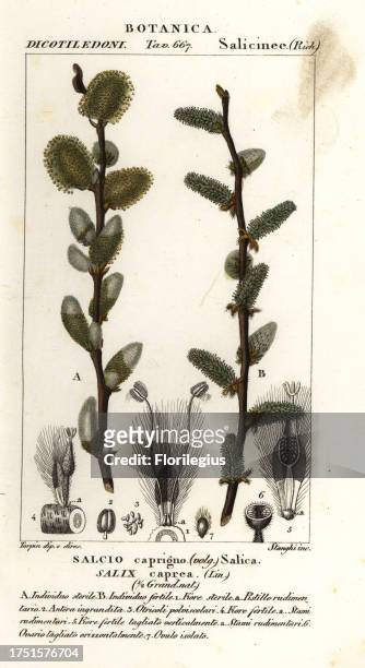 Pussy willow or goat willow, Salix caprea, Salcio caprigno, Salica. Handcoloured copperplate stipple engraving from Antoine Laurent de Jussieu's...