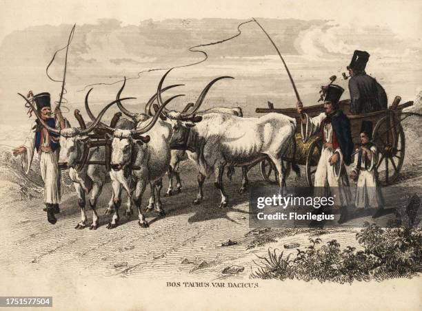 Danube steppe cattle, Bos taurus var. Dacicus. Handcoloured steel engraving from Georg Friedrich Treitschke's Gallery of Natural History,...