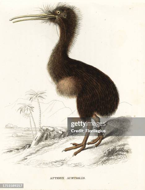 Southern brown kiwi, tokoeka, or common kiwi, Apteryx australis. Handcoloured lithograph from Georg Friedrich Treitschke's Gallery of Natural...