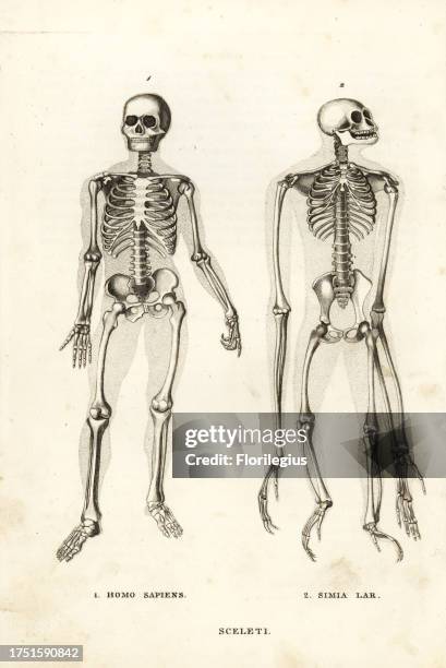 Skeletons of a man, Homo sapiens, and endangered lar gibbon, Hylobates lar . Lithograph from Georg Friedrich Treitschke's Gallery of Natural History,...