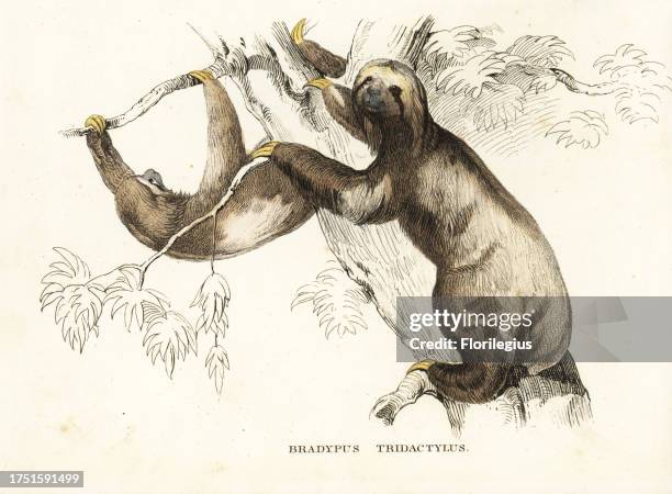 Pale-throated sloth, Bradypus tridactylus. Handcoloured lithograph from Georg Friedrich Treitschke's Gallery of Natural History, Naturhistorischer...