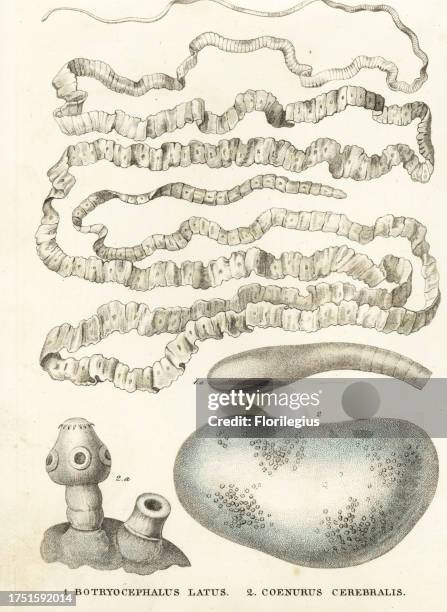 Coenurus 105 Tapeworm Larvae Stock Photos, High-Res Pictures, and Images - Getty ...
