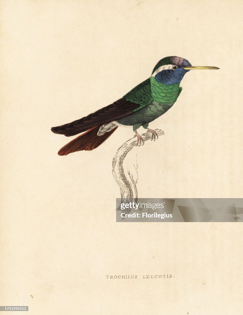 White-eared hummingbird, Hylocharis leucotis (Trochilus leucotis). Handcoloured lithograph from Georg Friedrich Treitschke's Gallery of Natural History, Naturhistorischer Bildersaal des Thierreiches, Liepzig, 1840