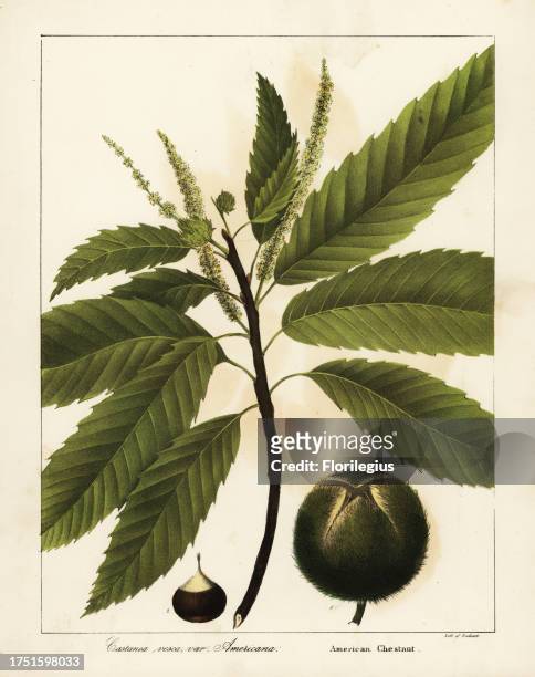 American chestnut, Castanea dentata Castanea vesca var. Americana, Critically endangered. Handcoloured lithograph by Endicott after a botanical...
