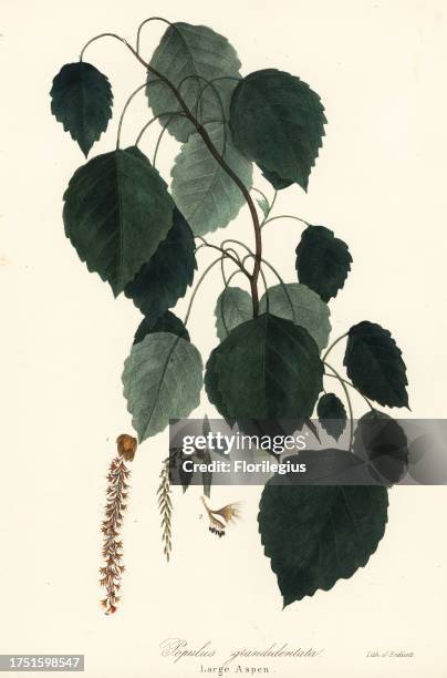 Large aspen, large-tooth aspen, big-tooth aspen, American aspen, Canadian poplar or white poplar, Populus grandidentata. Handcoloured lithograph by...