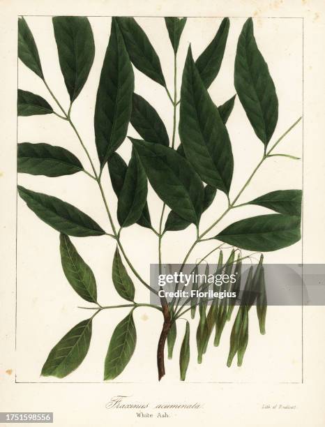 American ash, Fraxinus americana . Critically endangered. Handcoloured lithograph by Endicott after a botanical illustration from John Torrey’s A...