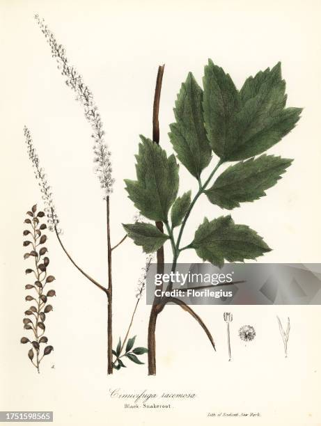 Black cohosh, black bugbane, black snakeroot or fairy candle, Actaea racemosa . Handcoloured lithograph by Endicott after a botanical illustration...