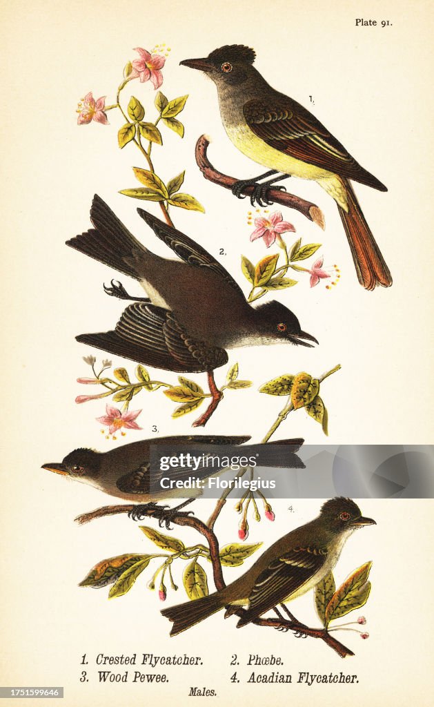 Great crested flycatcher, eastern phoebe, eastern wood-pewee and acadian flycatcher