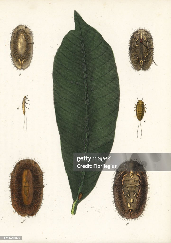 Brown soft scale, Coccus hesperidum (Lecanium ficorum) on a leaf. Handcoloured lithograph from Georg Friedrich Treitschke's Gallery of Natural History, Naturhistorischer Bildersaal des Thierreiches, Liepzig, 1840