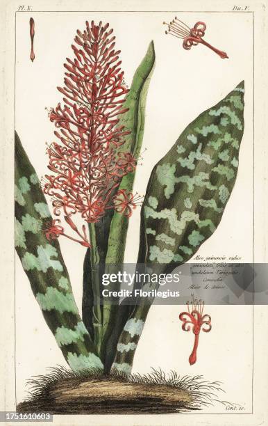 African bowstring hemp, Sansevieria hyacinthoides. Aloe guinensis radice geniculata foliis ex atro undulatim variegatis, Commelin, Aloes de Guinee....