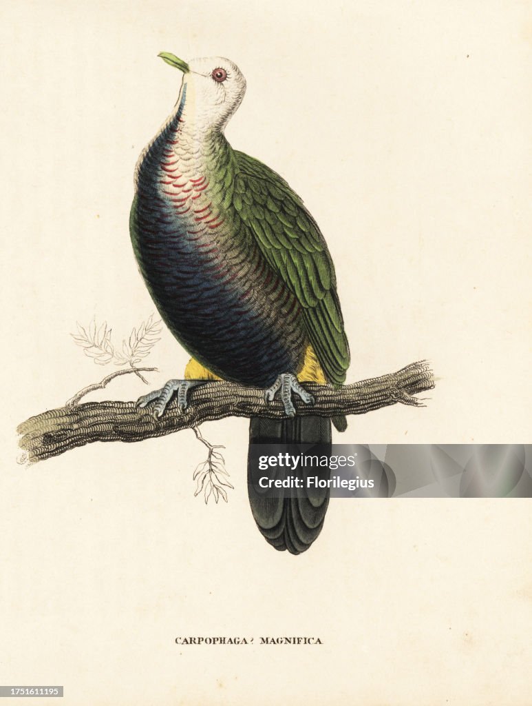 Wompoo fruit dove, Ptilinopus magnificus. (Magnificent fruit pigeon, Carpophaga magnifica.) After an illustration by Edward Lear. Handcoloured lithograph from Georg Friedrich Treitschke's Gallery of Natural History, Naturhistorischer Bildersaal des Thierr