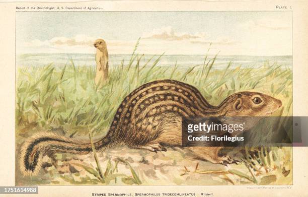 Thirteen-lined ground squirrel, Ictidomys tridecemlineatus . Chromolithograph by Trautmann, Bailey and Blampey after an illustration by Ernest E....