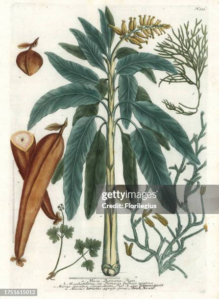 Banana tree and fruit, Musa paradisiaca a, muskroot, Adoxa moschatellina b, and wolf's foot moss, Lycopodium species c,d. Handcoloured mezzotint from...