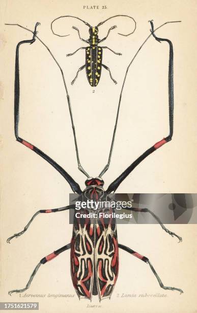 Harlequin beetle, Acrocinus longimanus 1, and flat-faced longhorn beetle, Taeniotes subocellatus 2. Handcoloured steel engraving by William Lizars...