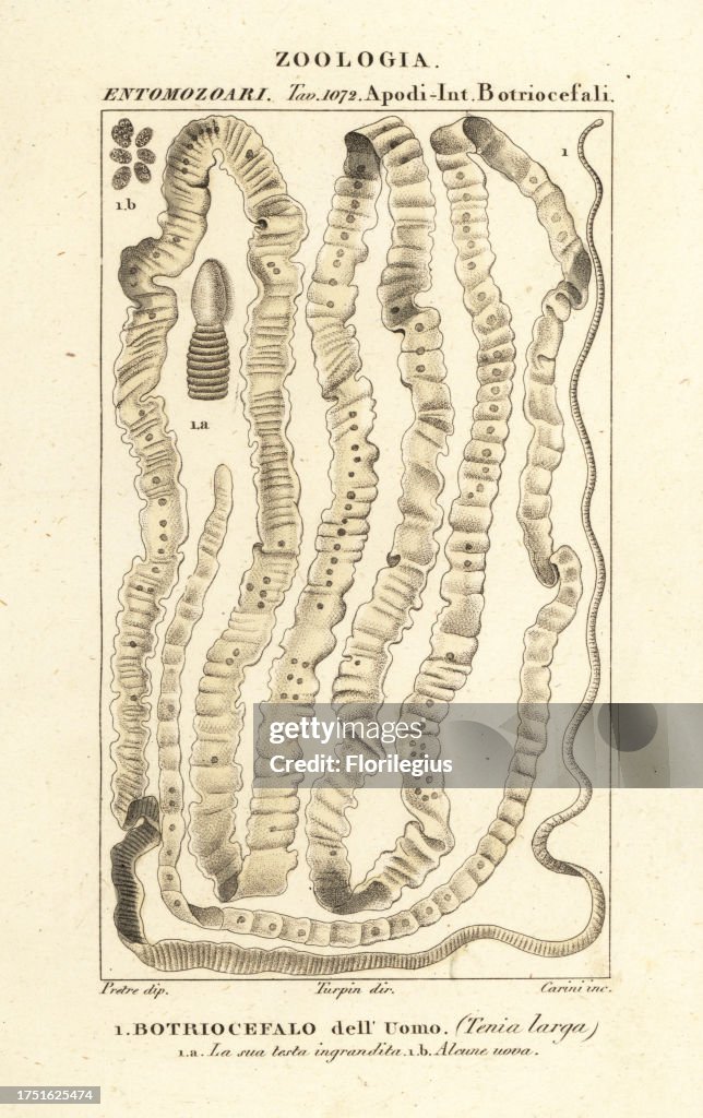 Human tapeworm, Taenia asiatica