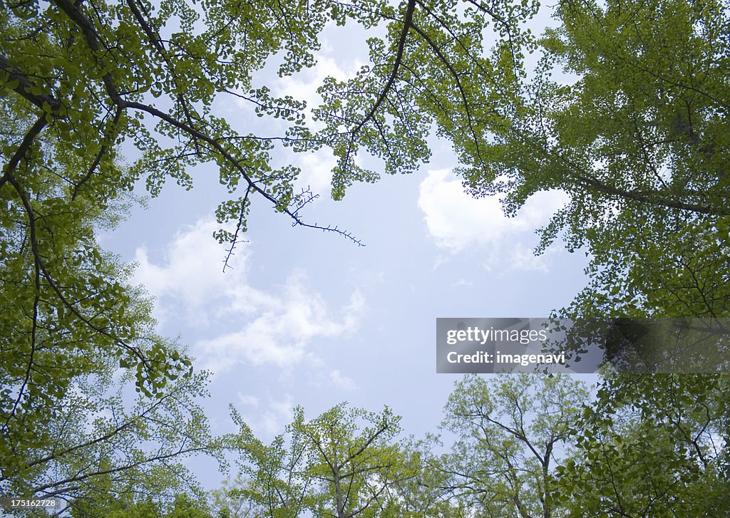 Leaves of trees