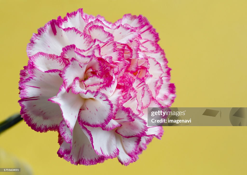 Carnation