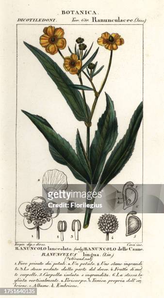 Greater spearwort, Ranunculus lingua, Ranuncolo lanceolato, Ranuncolo delle Canne. Handcoloured copperplate stipple engraving from Antoine Laurent de...