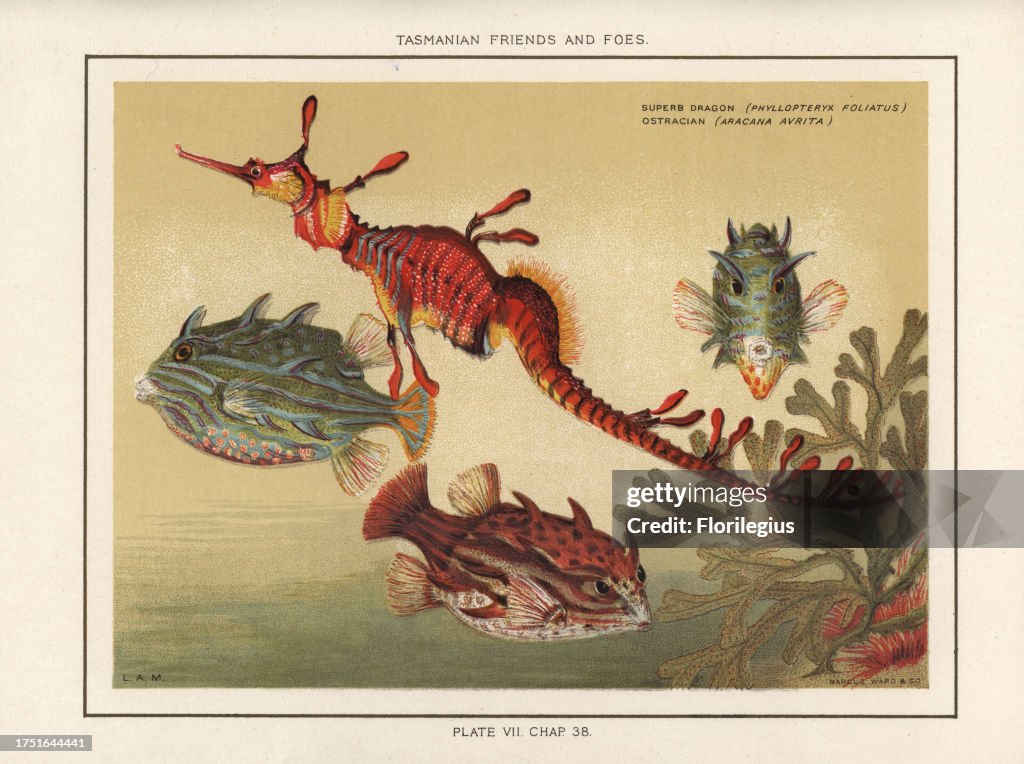 Seadragon and striped cowfish