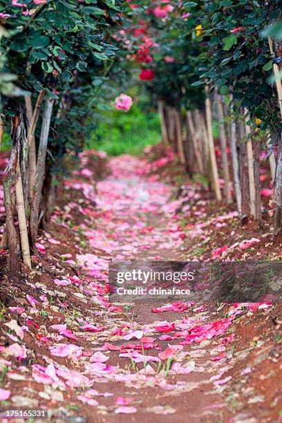 die herunterfallenden blumen - feld rose stock-fotos und bilder