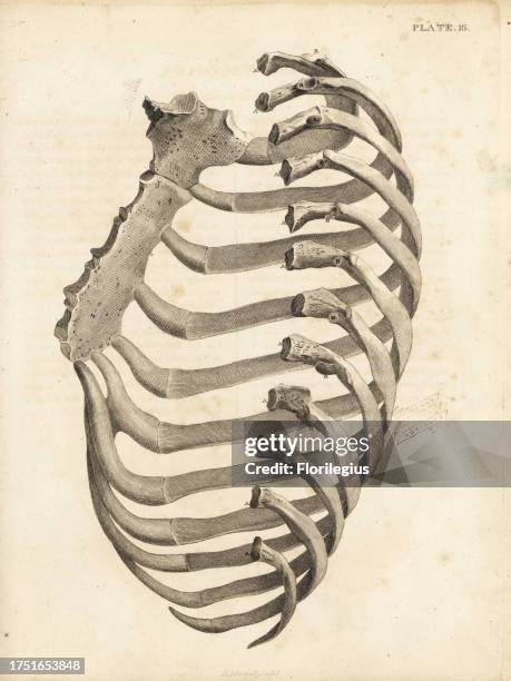 Paper Human Ribs Ribs and sternum in the human ribcage. Copperplate engraving by... News ...