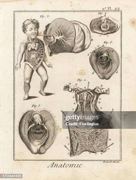 Details of the uterus and female genitalia, including vagina, hymen, clitoris, umbilical cord, foetus, ovaries, etc. Copperplate engraving by Robert...
