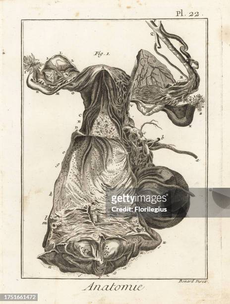 Details of the uterus and female reproductive system including hymen, ovaries, Fallopian tubes, cervix, blood vessels, etc. Copperplate engraving by...