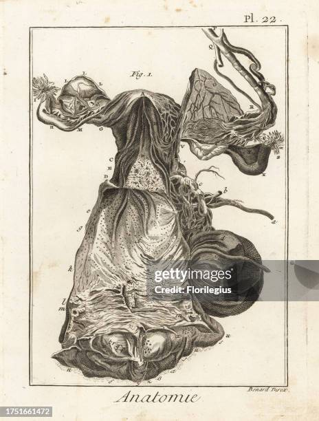 Hymen In Female 166 Hymen Stock Photos, High-Res Pictures, and Images - Getty Images