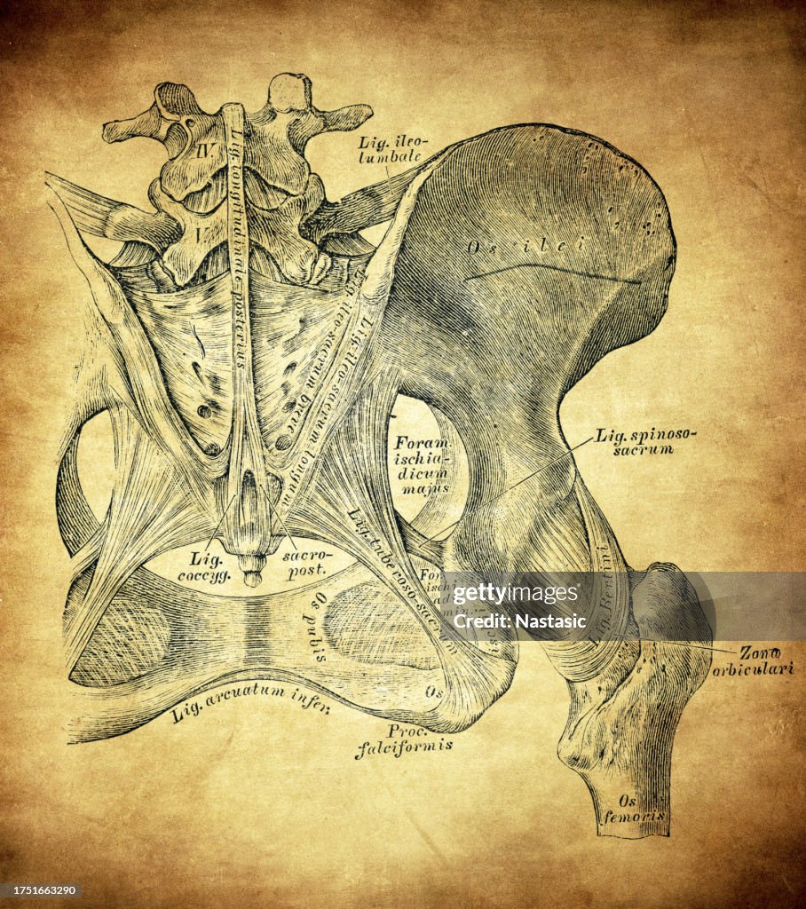 Connections of the hip bones. Ligaments at the back of the pelvis