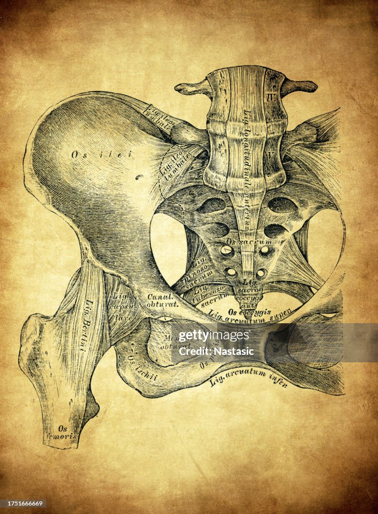 Hip bone ligaments and joint