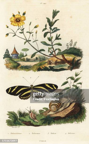 Rockrose, Halimium halimifolium 1, zebra longwing butterfly, Heliconius charithonia 2, grove snail, Cepaea nemoralis 3, and Helicina zephyrina land...