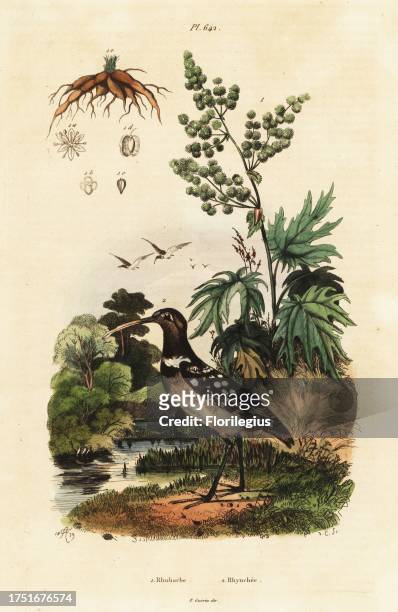 South American painted-snipe, Nycticryphes semicollaris and Chinese rhubarb, Rheum palmatum. Rhubarbe, Rhynchee. Handcoloured steel engraving by du...