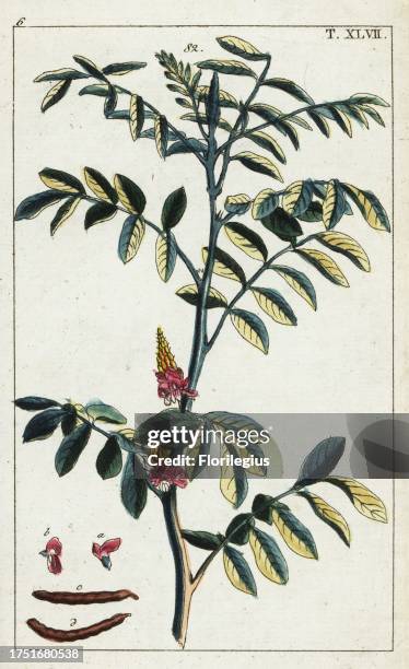 True indigo, Indigofera tinctoria. Handcolored copperplate engraving of a botanical illustration from Gottlieb Tobias Wilhelm's Unterhaltungen aus...