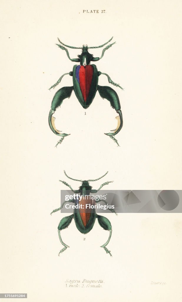 Frog beetle. Sagra buqueti, male 1, female 2