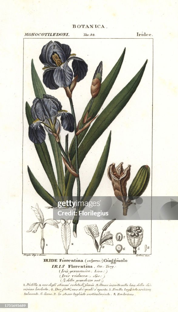 Florentine iris, Iris germanica var. florentina