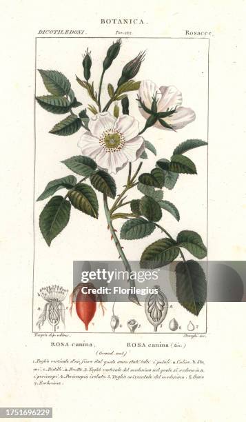 Dog rose, Rosa canina. Handcoloured copperplate stipple engraving from Jussieu's Dizionario delle Scienze Naturali, Dictionary of Natural Science,...