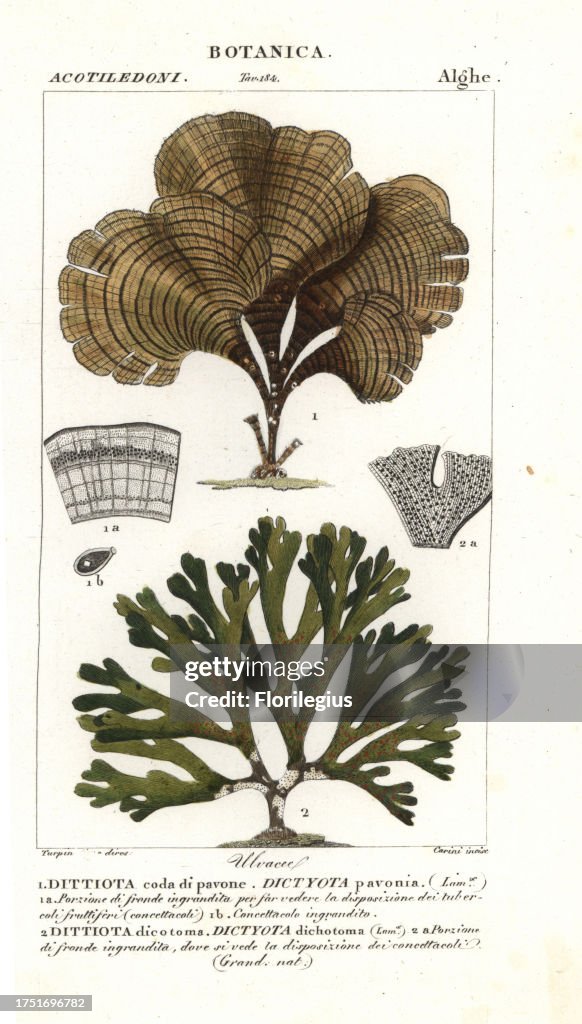 Peacock's tail, Padina pavonica 1, and Dictyota dichotoma 2