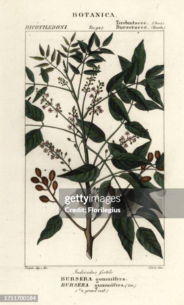 113 Gumbo Tree Stock Photos, High-Res Pictures, and Images - Getty Images