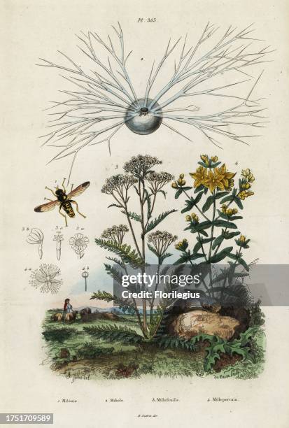 Beautiful milesia hover-fly, Caliprobola speciosa 1, foraminifera, Miliola species 2, yarrow, Achillaea millefolium 3, and perforate St John's-wort,...