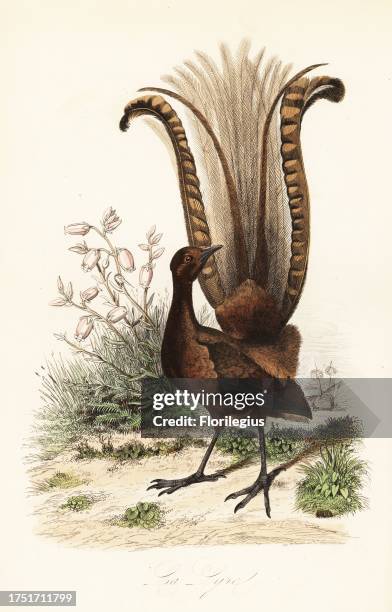 Superb lyrebird, Menura novaehollandiae, la Lyre, and false azalea, Menziesia ferruginea, . Copied from an illustration by Adolph Fries in...