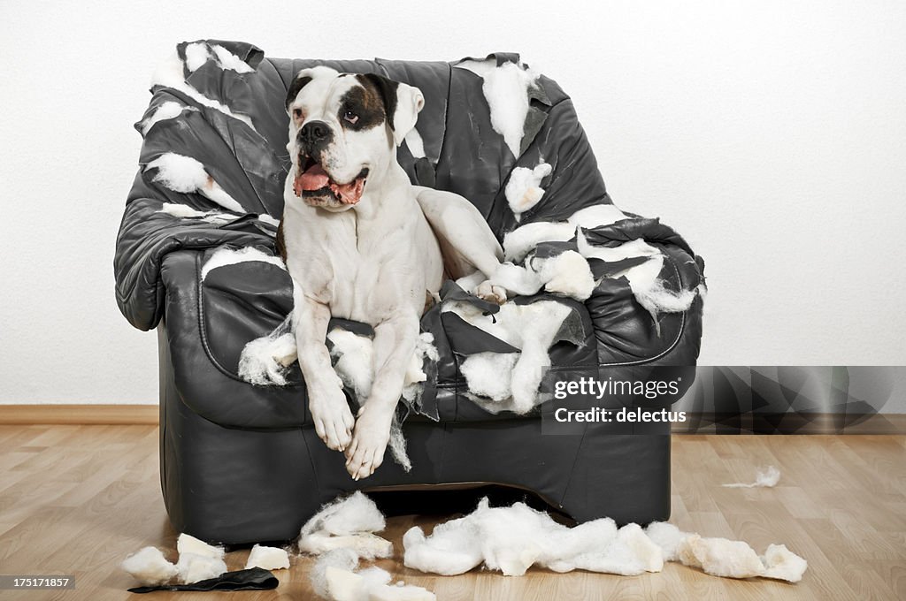 Boxer dog is on a ruined leather chair.