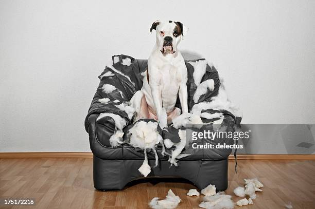 boxeador perro sentado en una silla de cuero destruido - destrucción fotografías e imágenes de stock